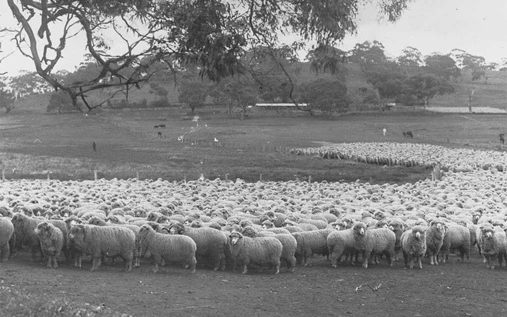 Qurban kəsmək: Quran və hədisdəki hökmləri