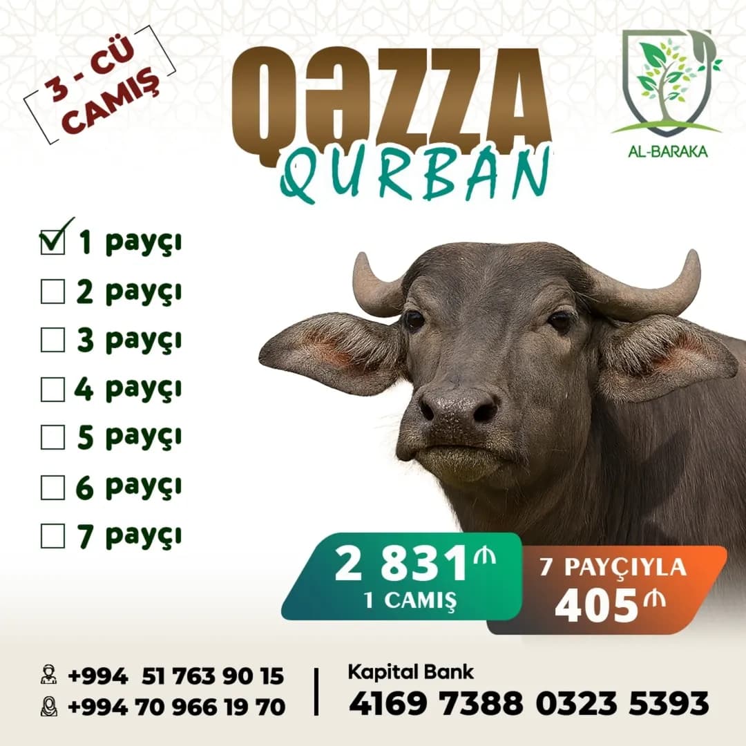 Qəzzada Qurban üçün 3-cü camışa start verildi!