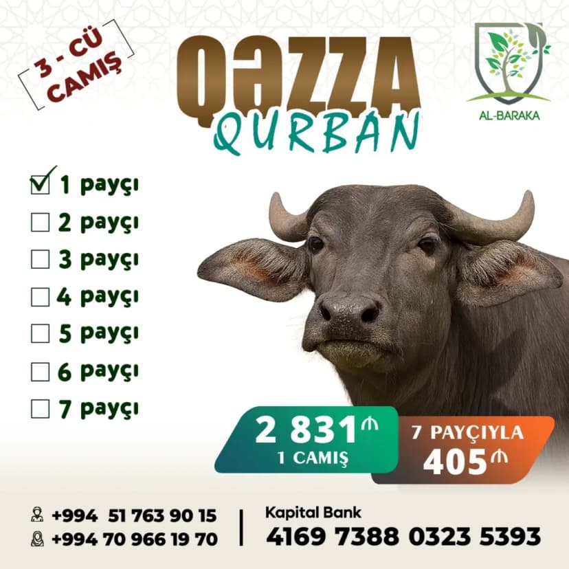 Qəzzada Qurban üçün 3-cü camışa start verildi!