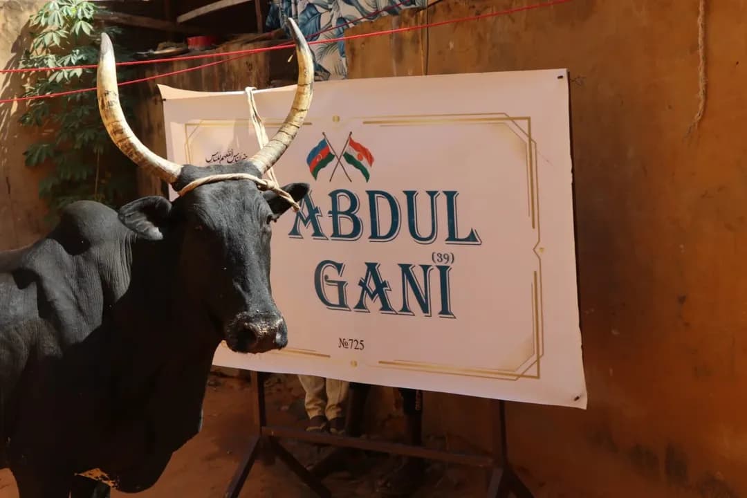 Niger - süd verən inək və dana paylanması layihəsi № 725