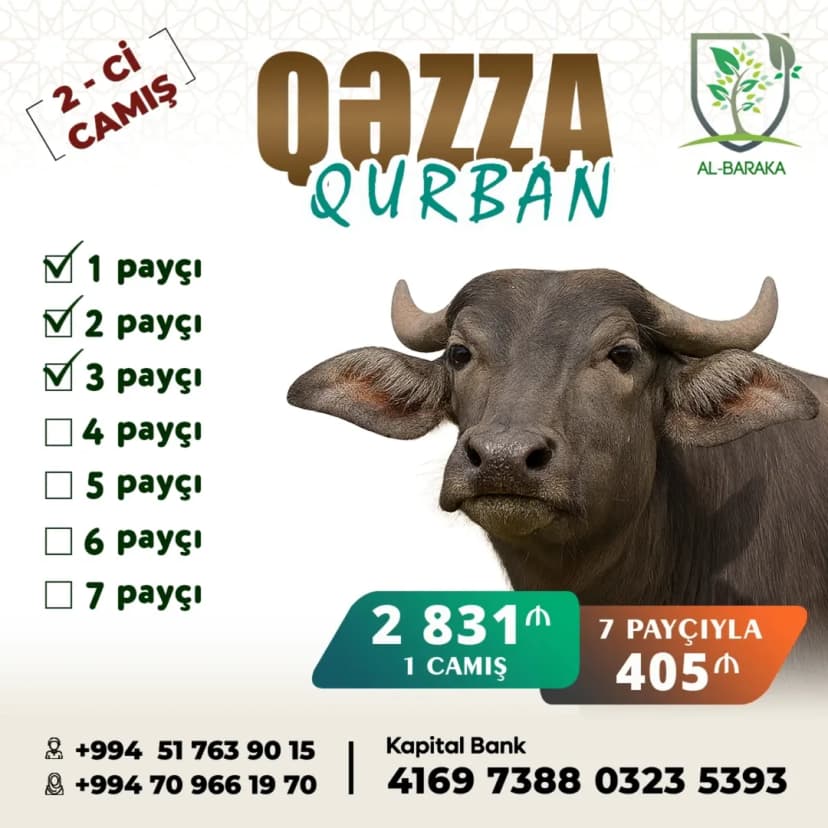 Qəzza üçün 2-ci camış Qurbanı