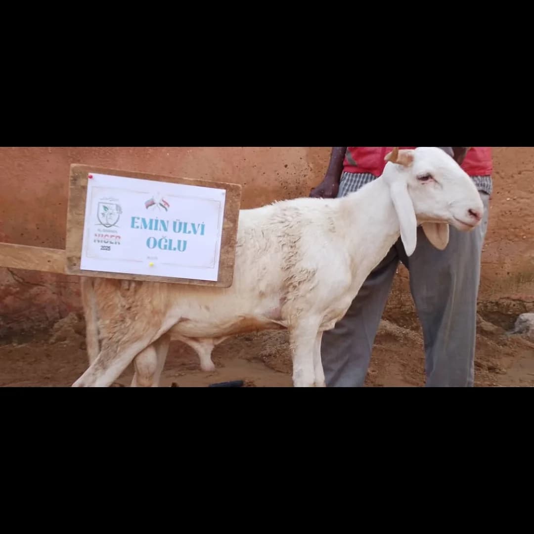Bu Qurban, Emin Ülvi oğlu adından Nigerdəki dostlarımız üçün seçildi! № 639
